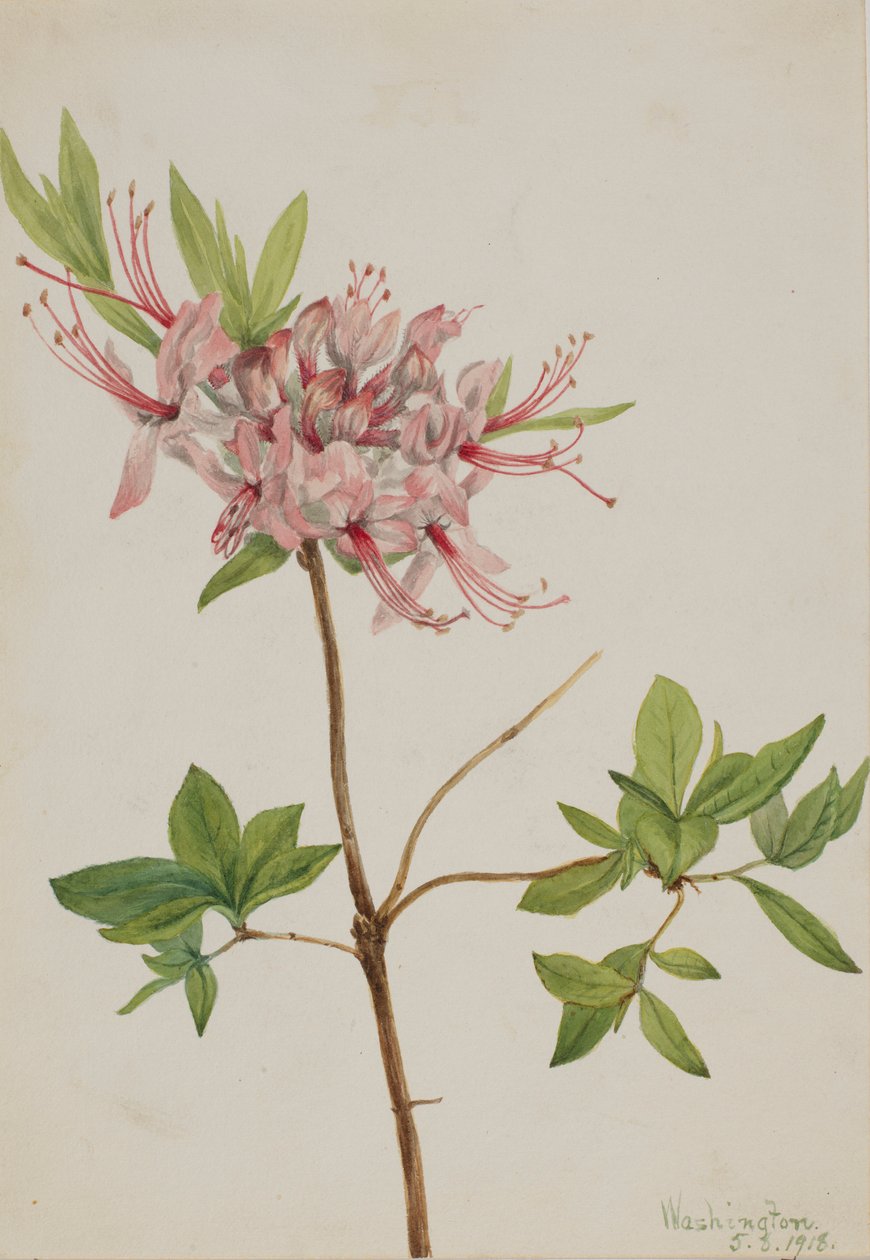  av Mary Vaux Walcott