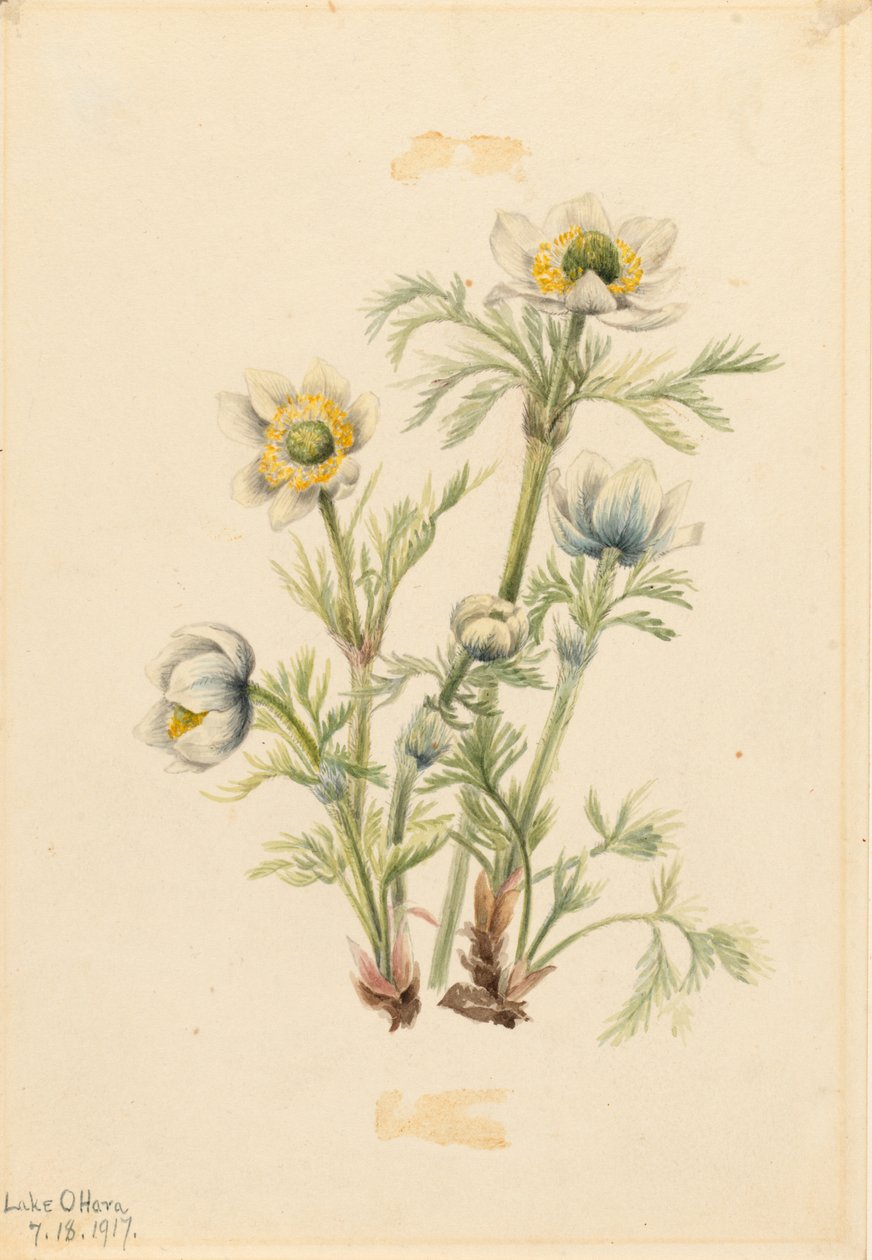  av Mary Vaux Walcott