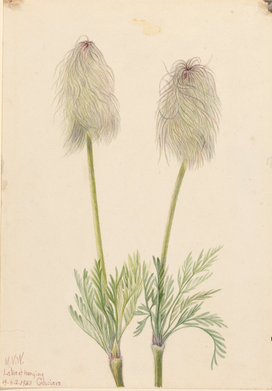  av Mary Vaux Walcott