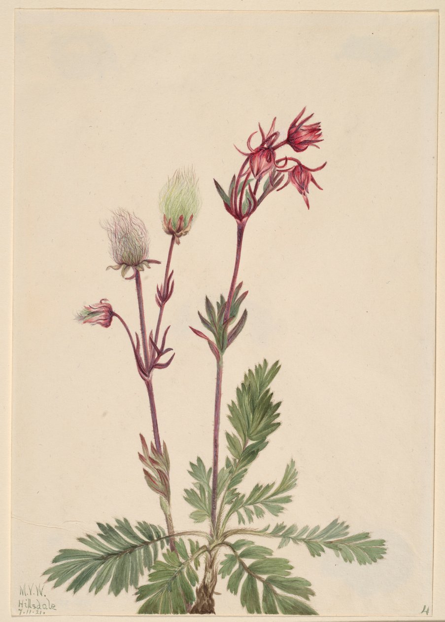  av Mary Vaux Walcott