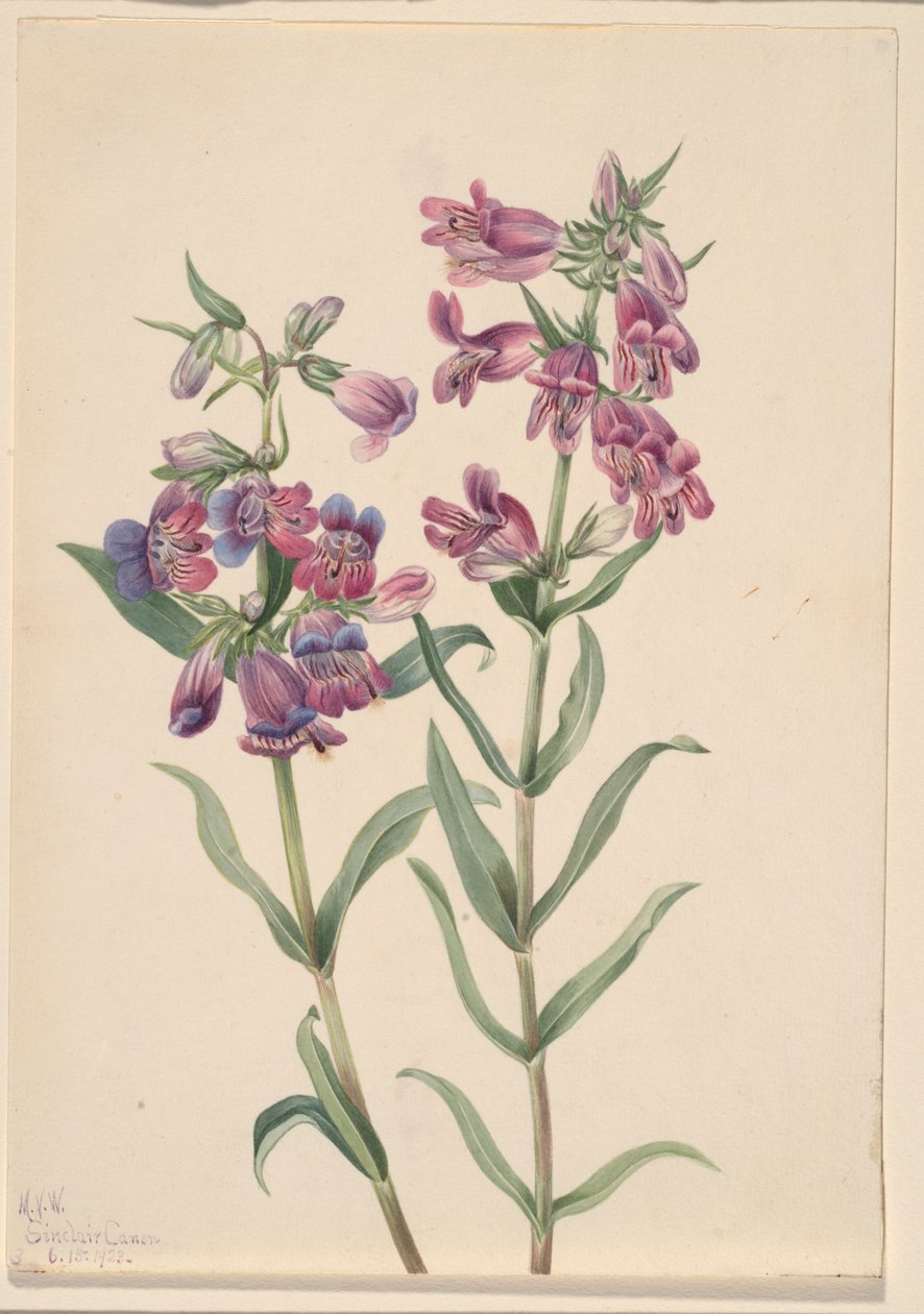  av Mary Vaux Walcott
