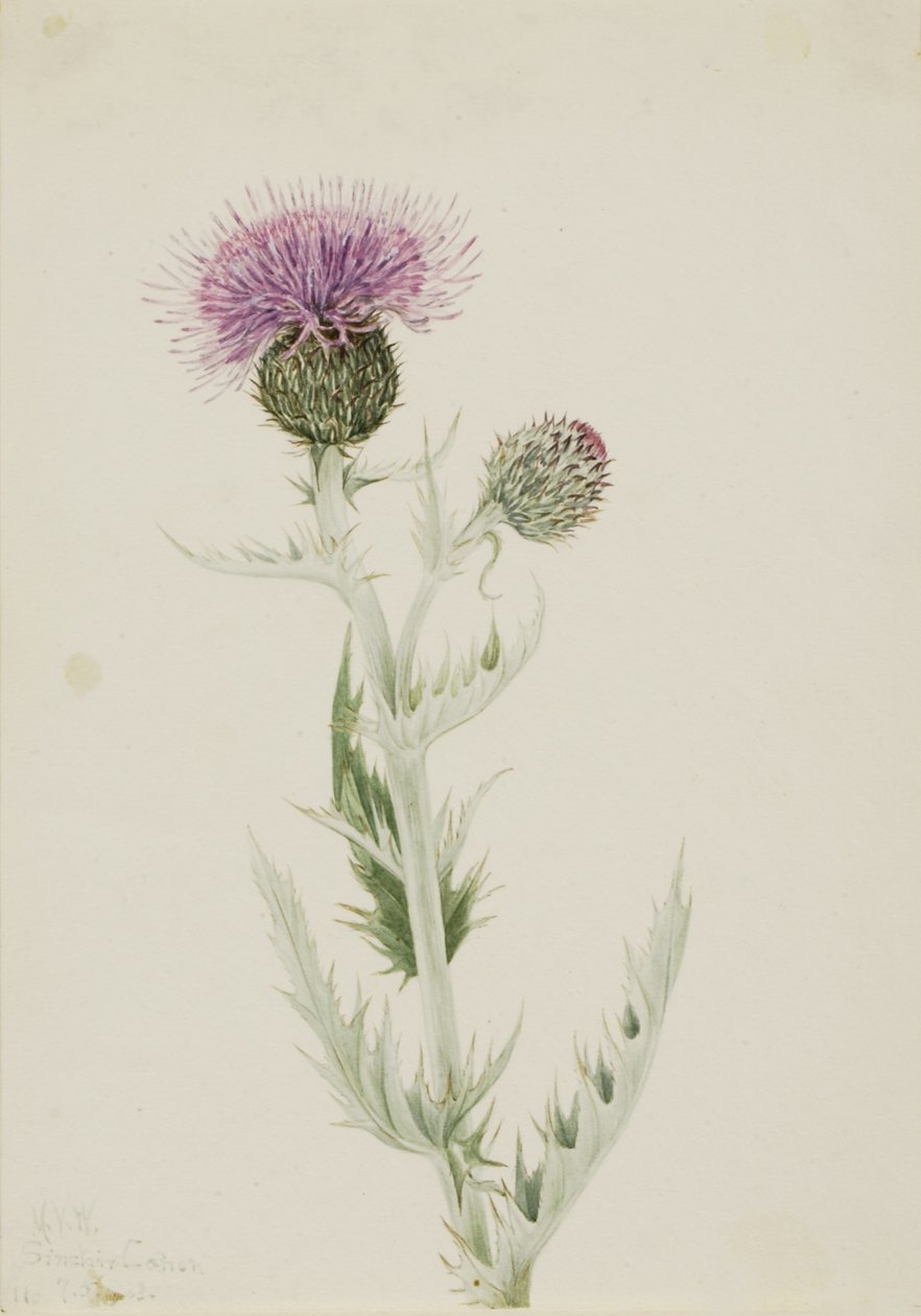  av Mary Vaux Walcott