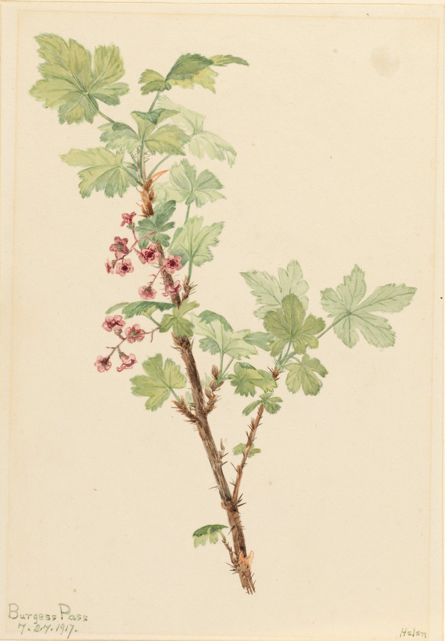  av Mary Vaux Walcott