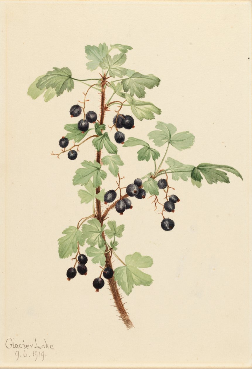 Prickly Currant Ribes lacustre, 1919. av Mary Vaux Walcott