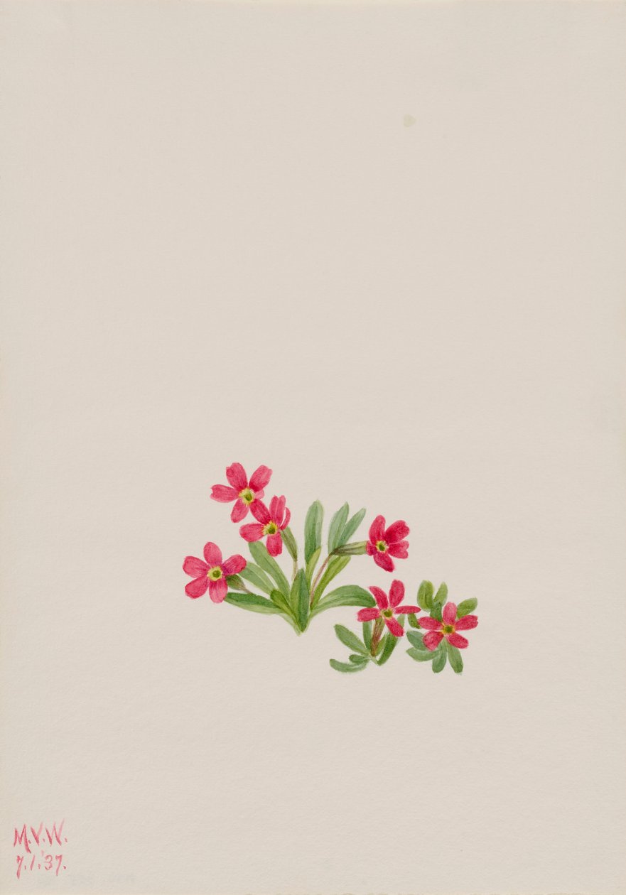 Primrose Primula angustifolia, 1937. av Mary Vaux Walcott