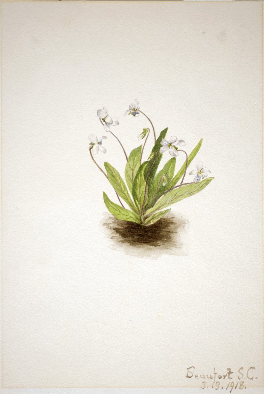  av Mary Vaux Walcott