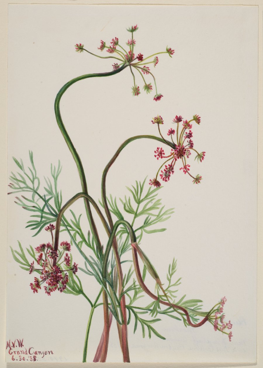  av Mary Vaux Walcott