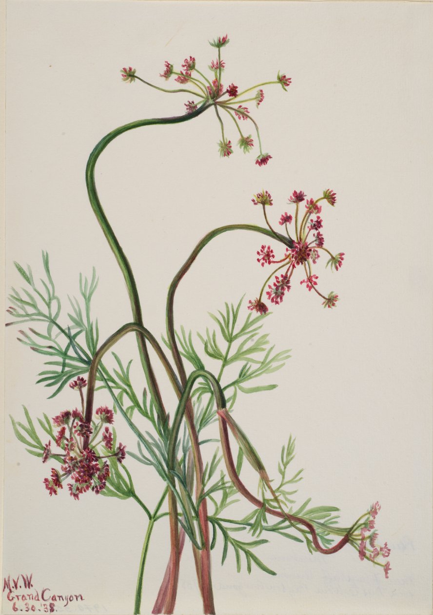 Pseudocymopterus montanus, 1938. av Mary Vaux Walcott