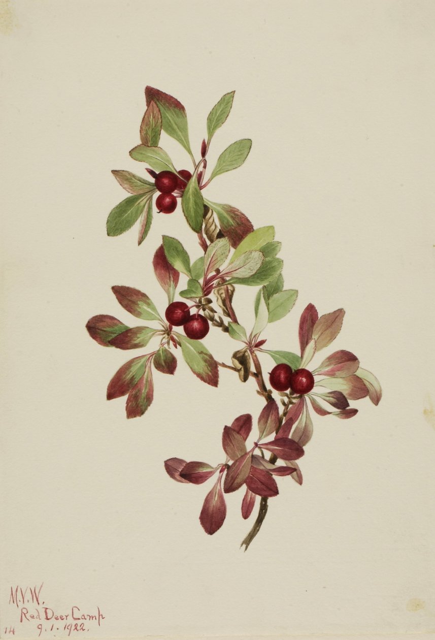 Rype (Arctous alpina) av Mary Vaux Walcott
