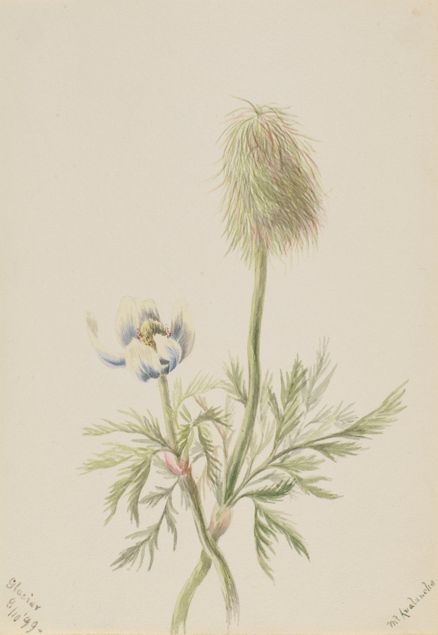  av Mary Vaux Walcott