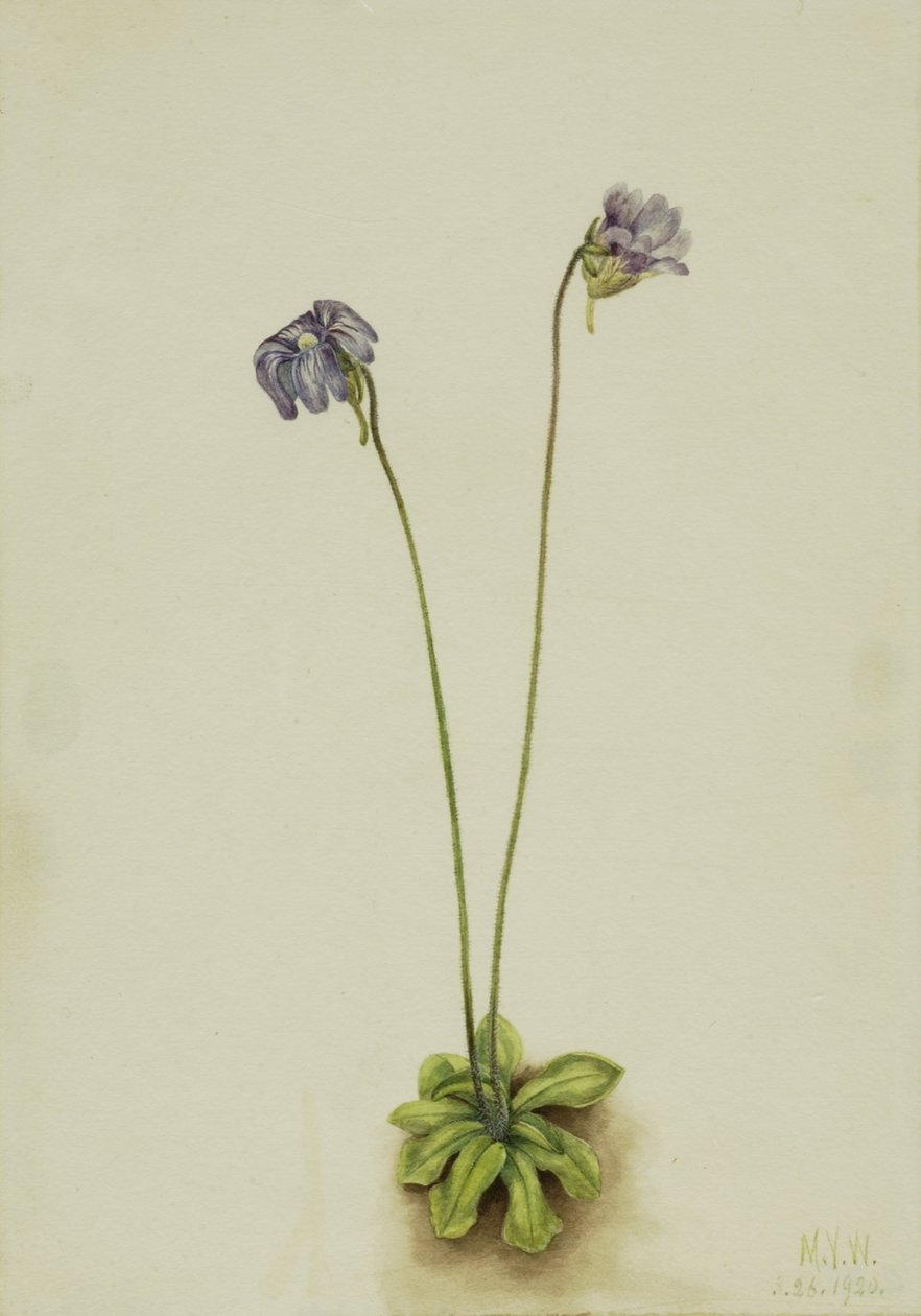  av Mary Vaux Walcott