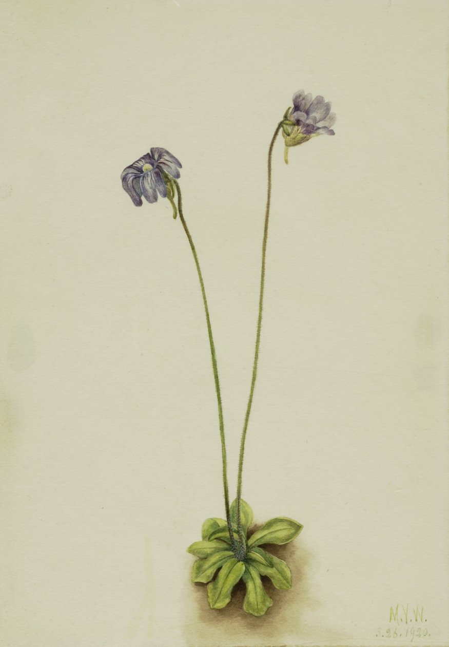 Lilla butterwort Pinguicula elatior, 1920. av Mary Vaux Walcott