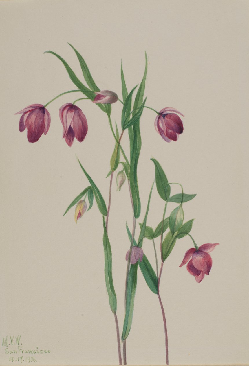  av Mary Vaux Walcott