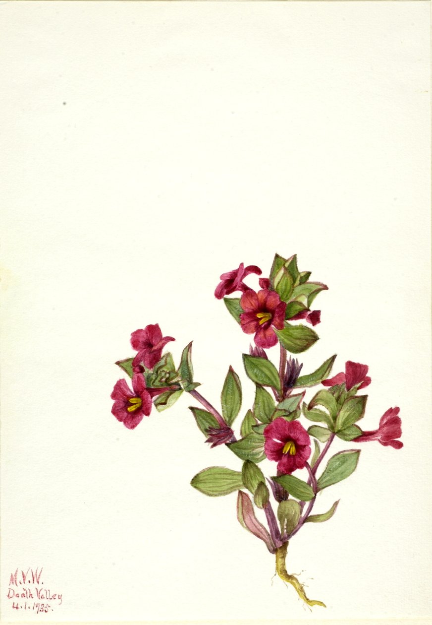  av Mary Vaux Walcott