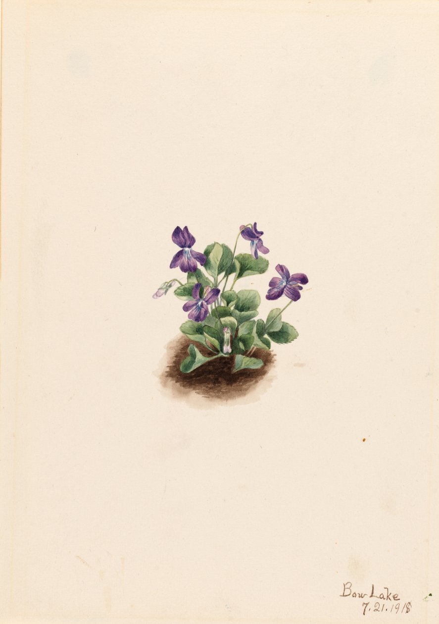  av Mary Vaux Walcott