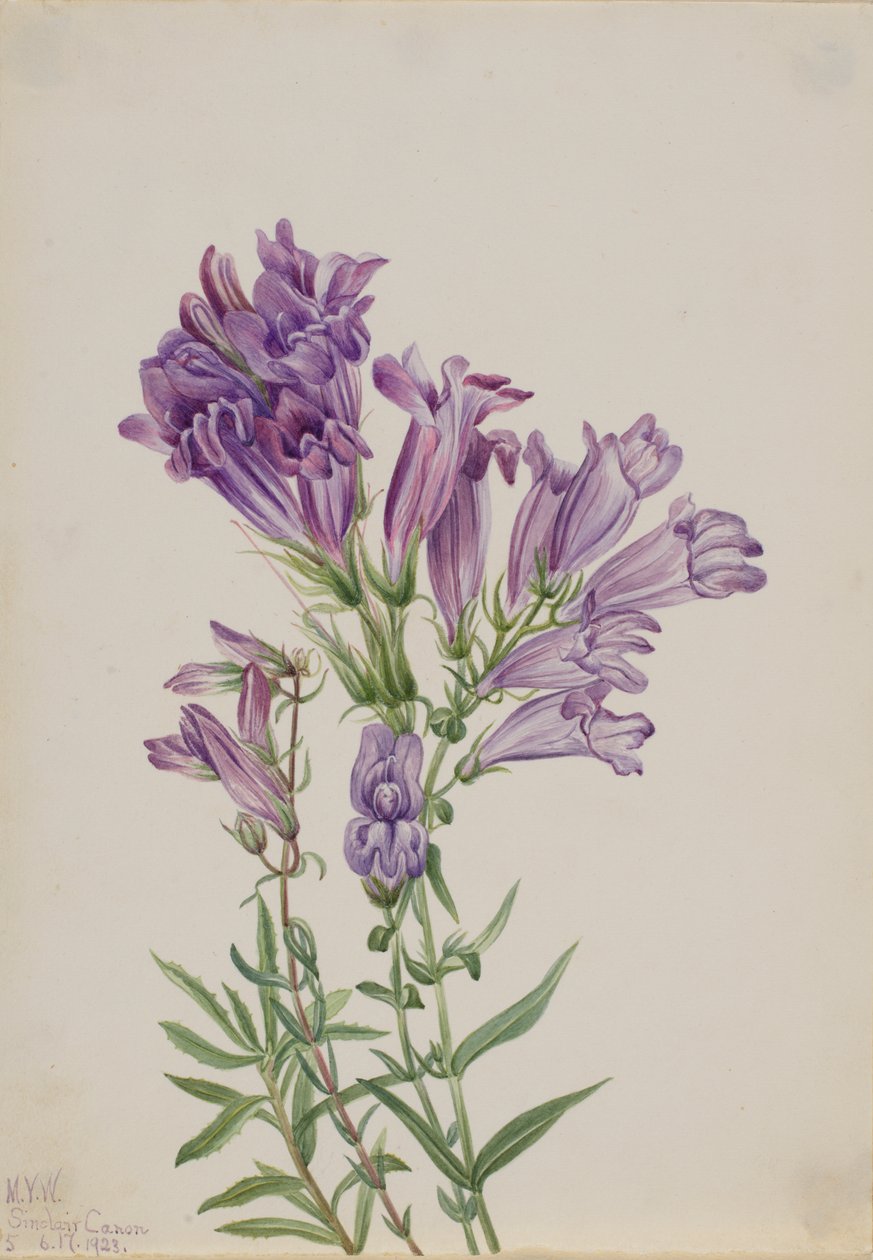 Lilla Penstemon Penstemon lyallii, 1923. av Mary Vaux Walcott