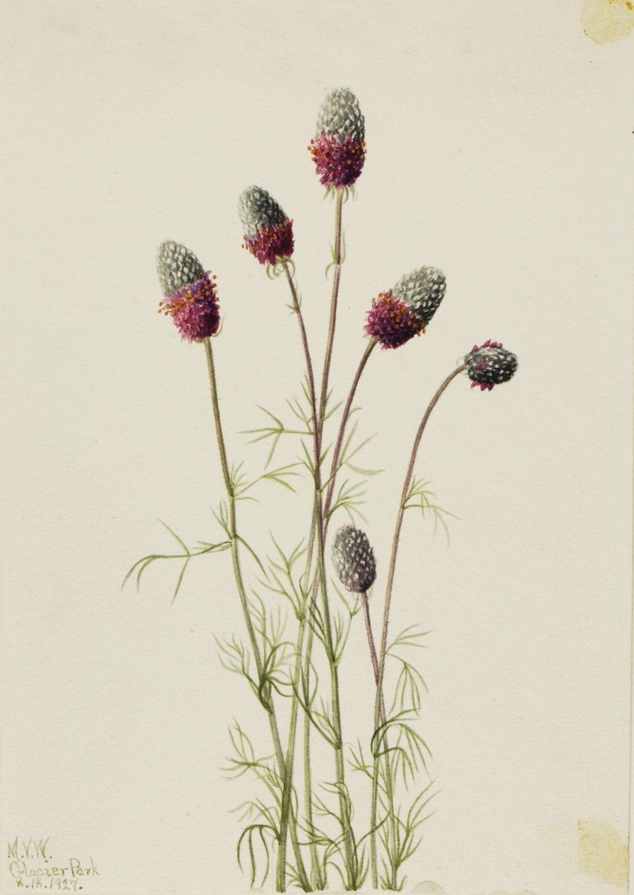  av Mary Vaux Walcott