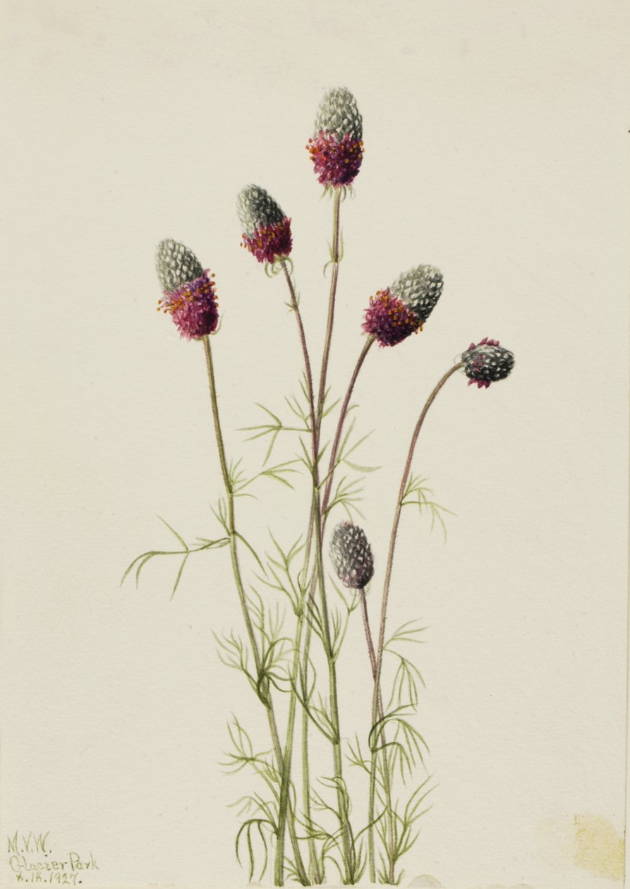 Purple Prairieclover Petalostemon purpureum, 1927. av Mary Vaux Walcott