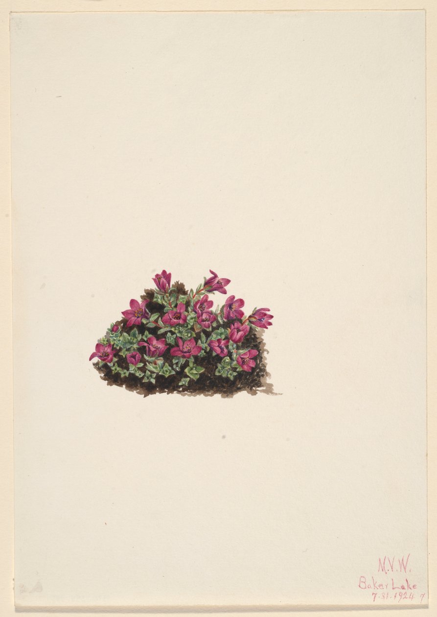  av Mary Vaux Walcott