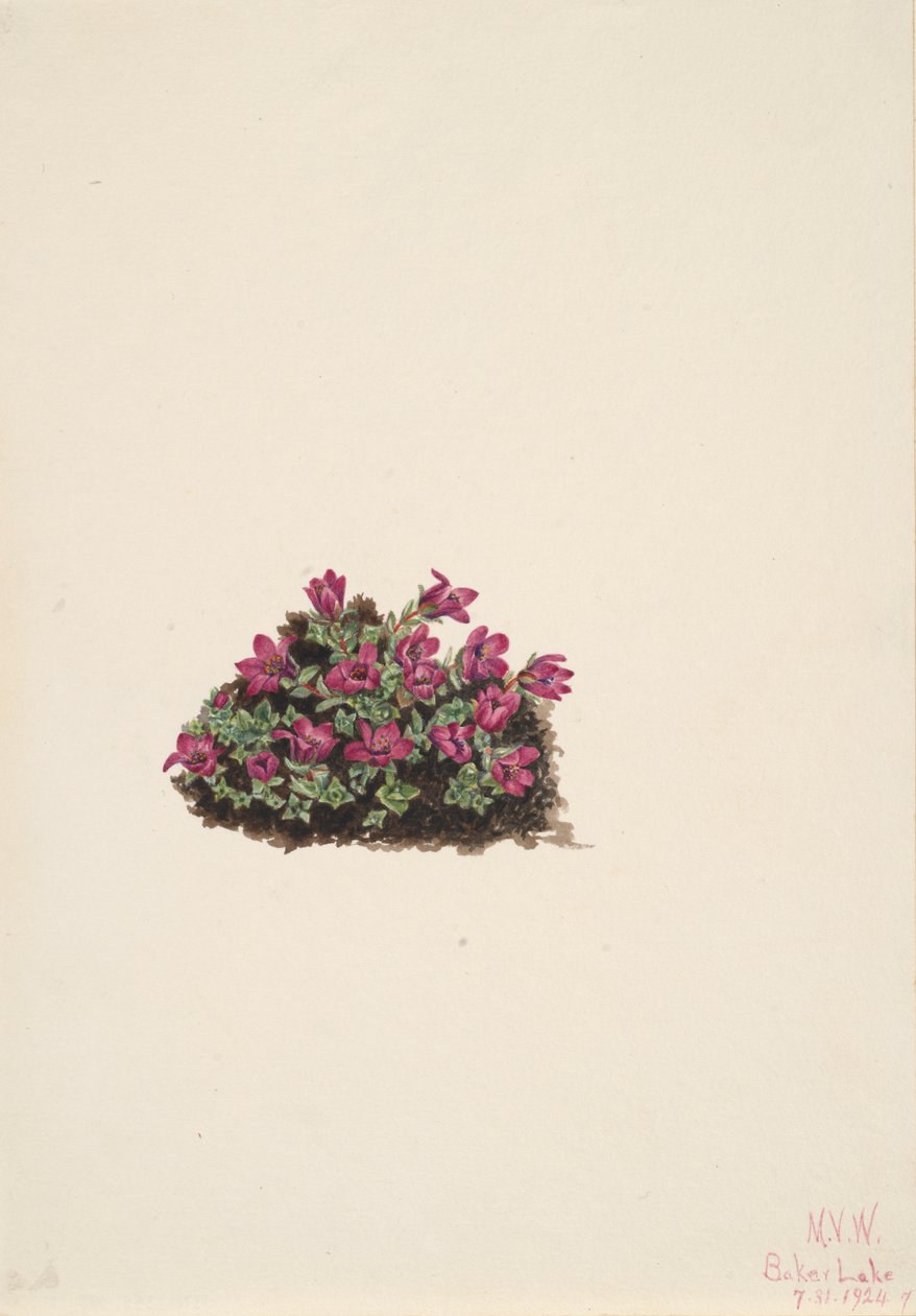 Purple Saxifrage Saxifraga oppositifolia, 1924. av Mary Vaux Walcott