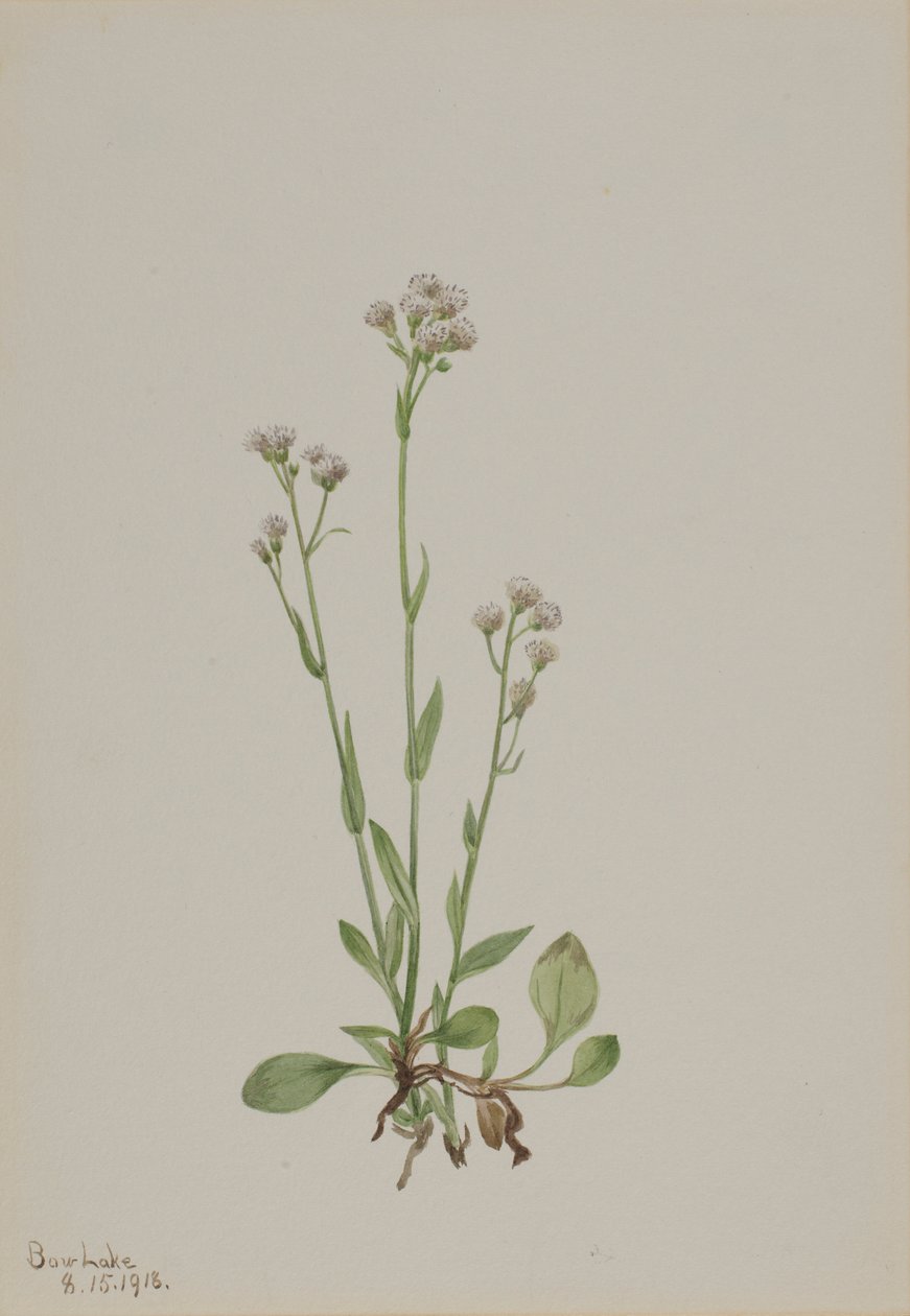  av Mary Vaux Walcott