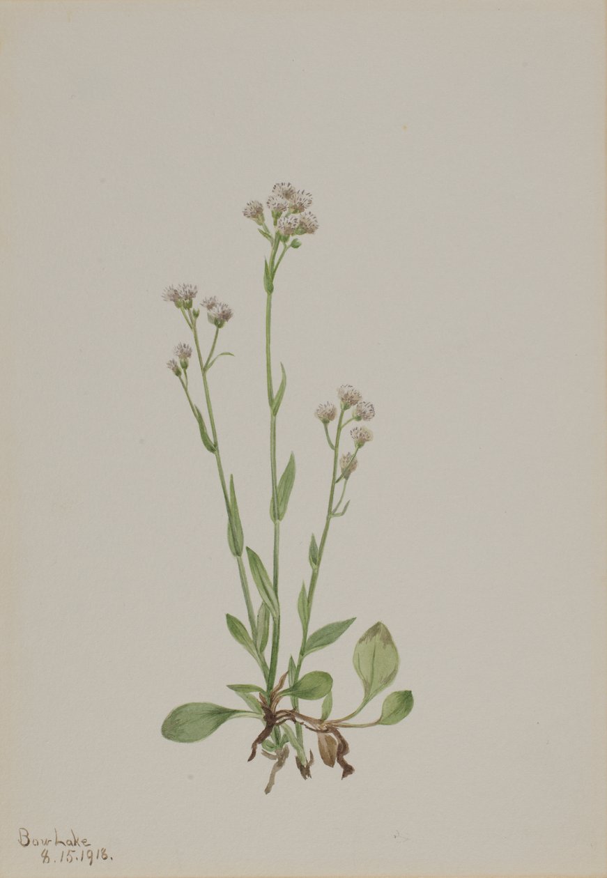 Pussy-Toes Antennaria racemosa, 1918. av Mary Vaux Walcott