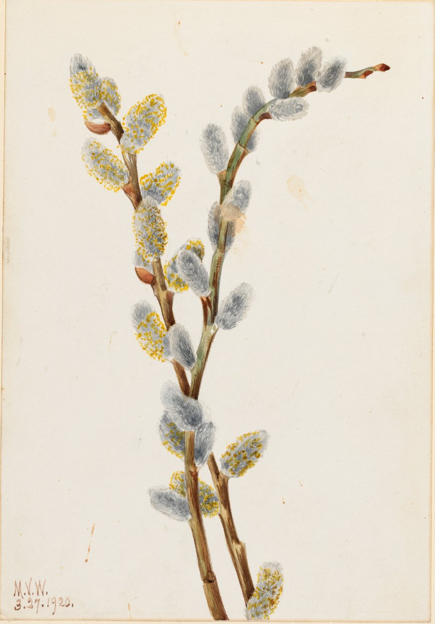  av Mary Vaux Walcott