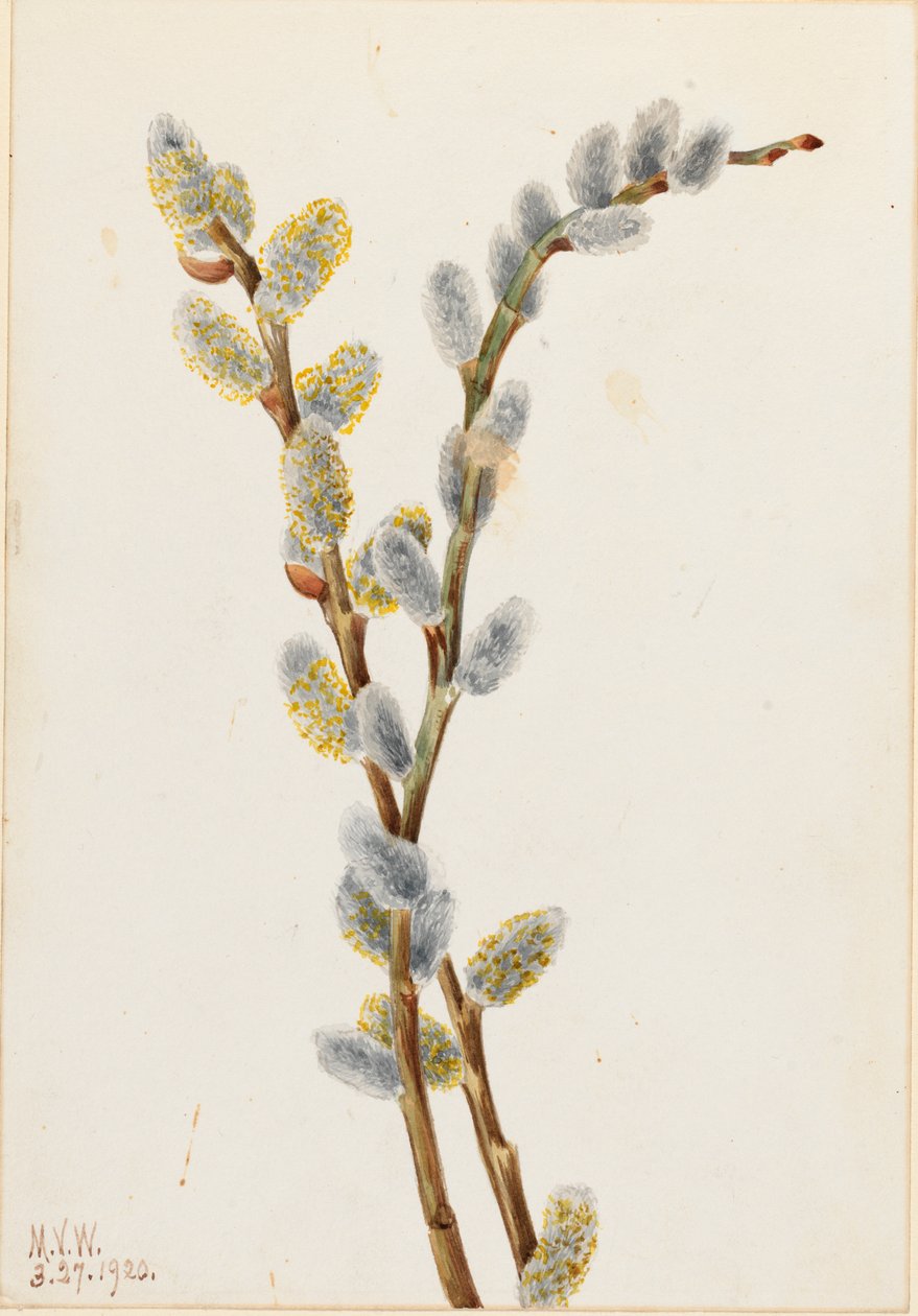 Pussy Willow Salix misfarget, 1920. av Mary Vaux Walcott
