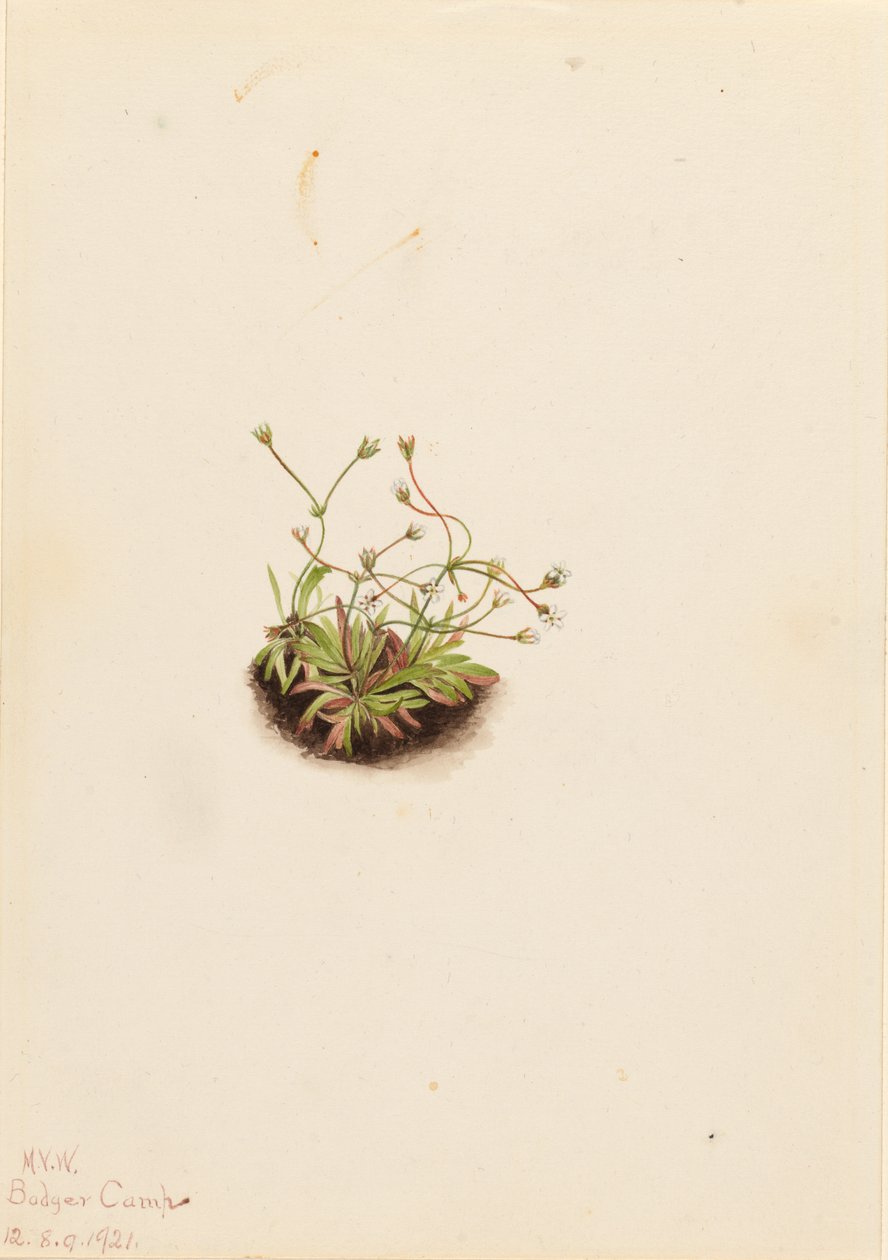  av Mary Vaux Walcott