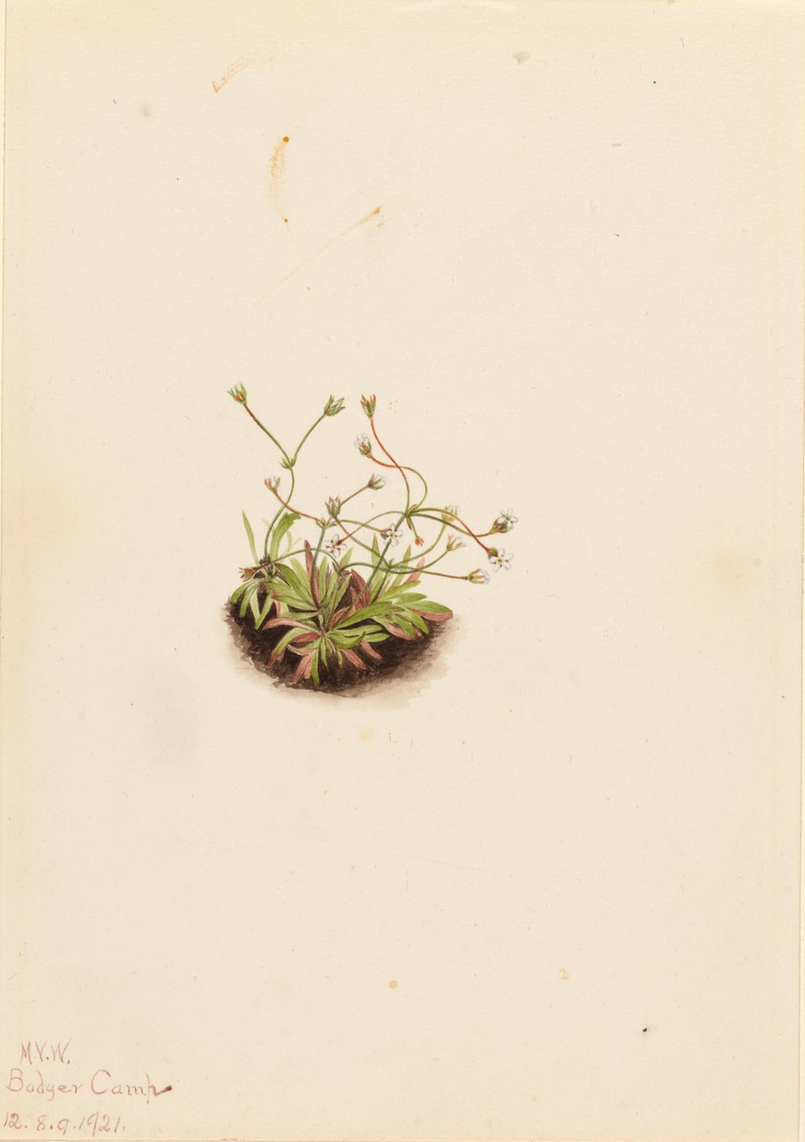 Pygmy Androsace Androsace subumbellata, 1921. av Mary Vaux Walcott