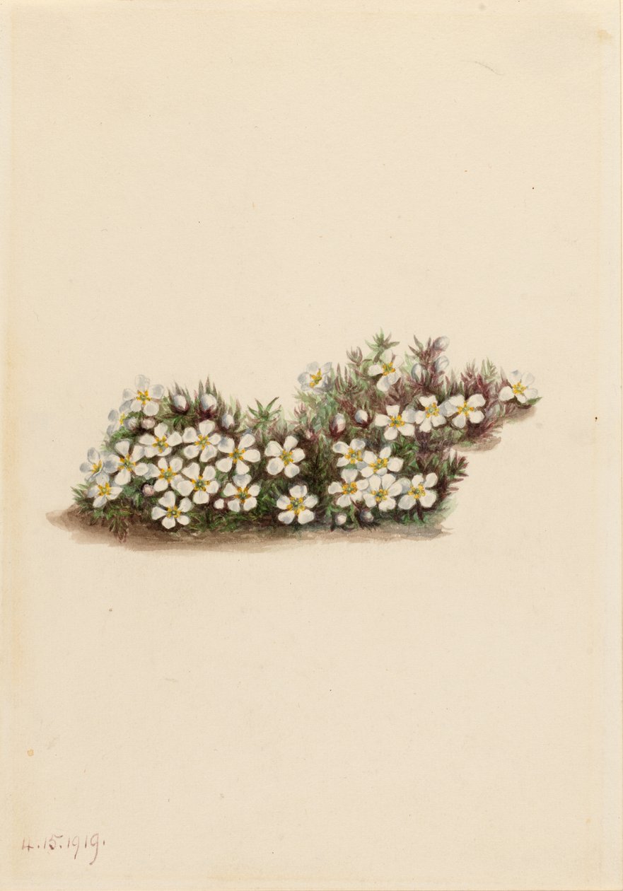  av Mary Vaux Walcott