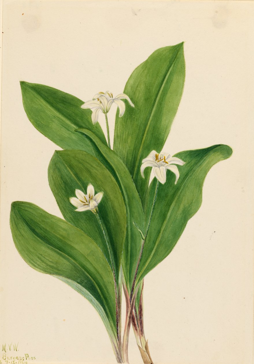  av Mary Vaux Walcott
