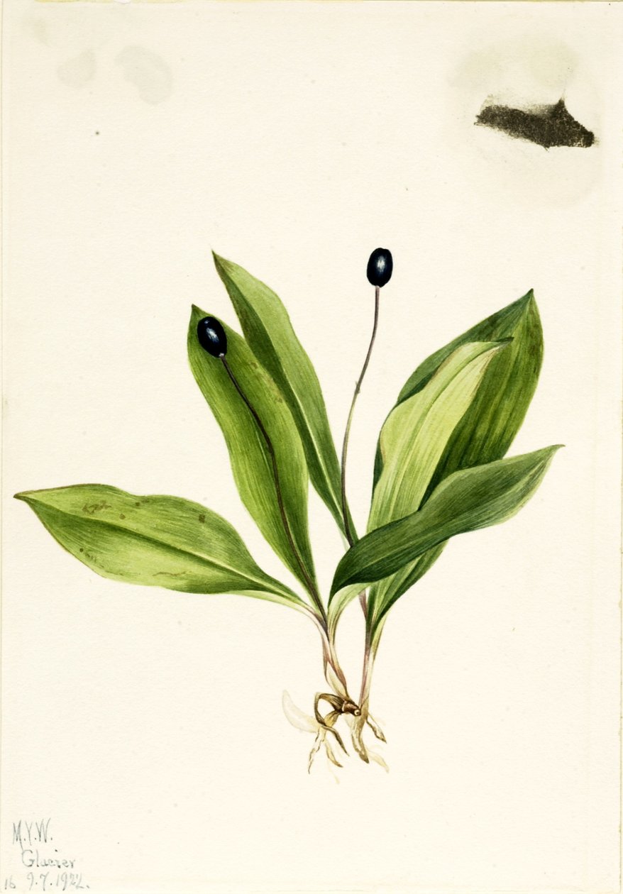  av Mary Vaux Walcott