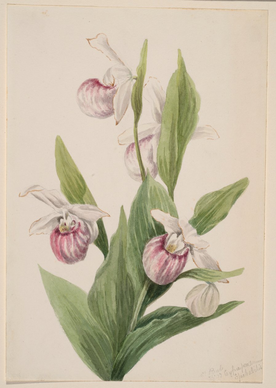  av Mary Vaux Walcott