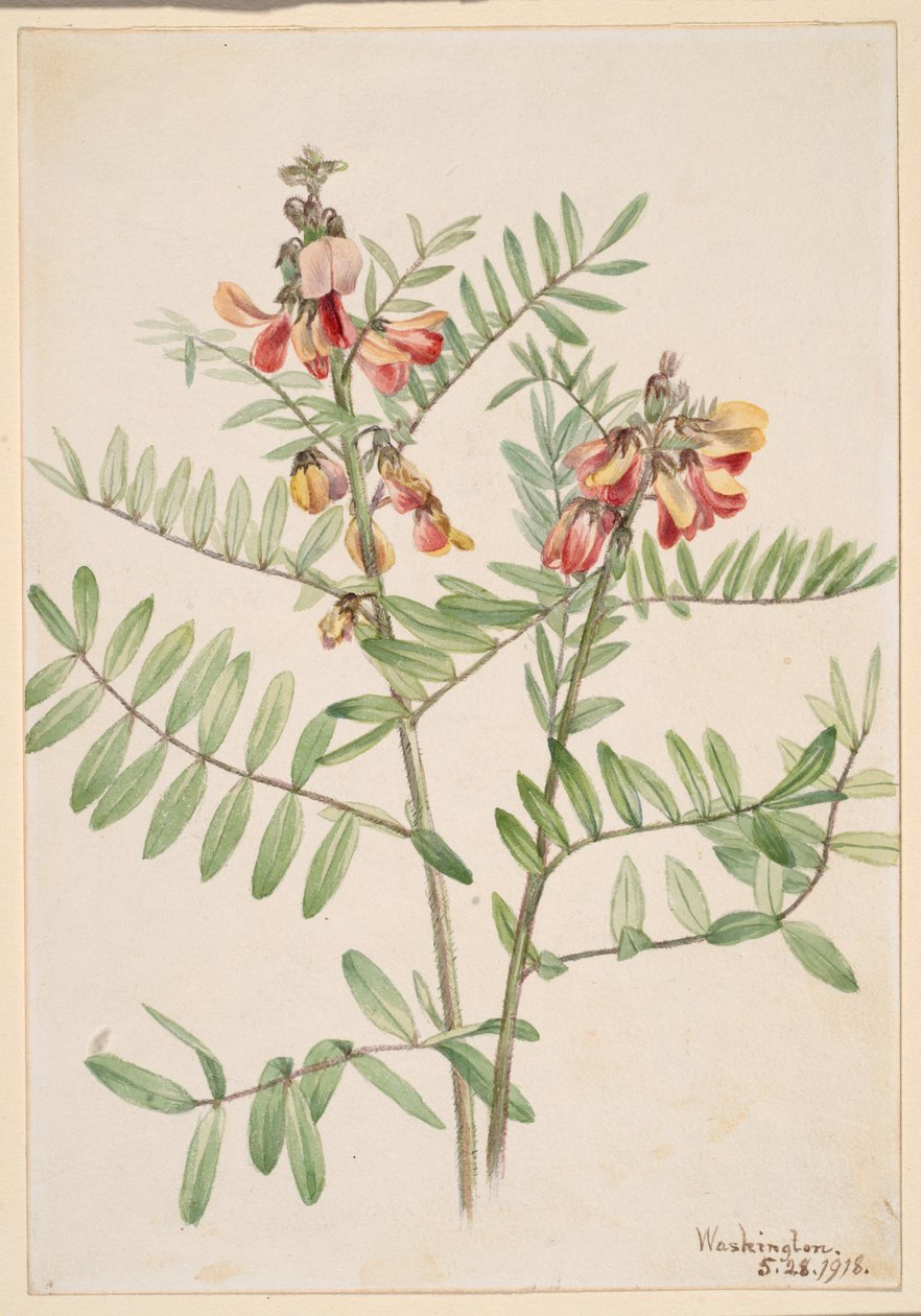  av Mary Vaux Walcott
