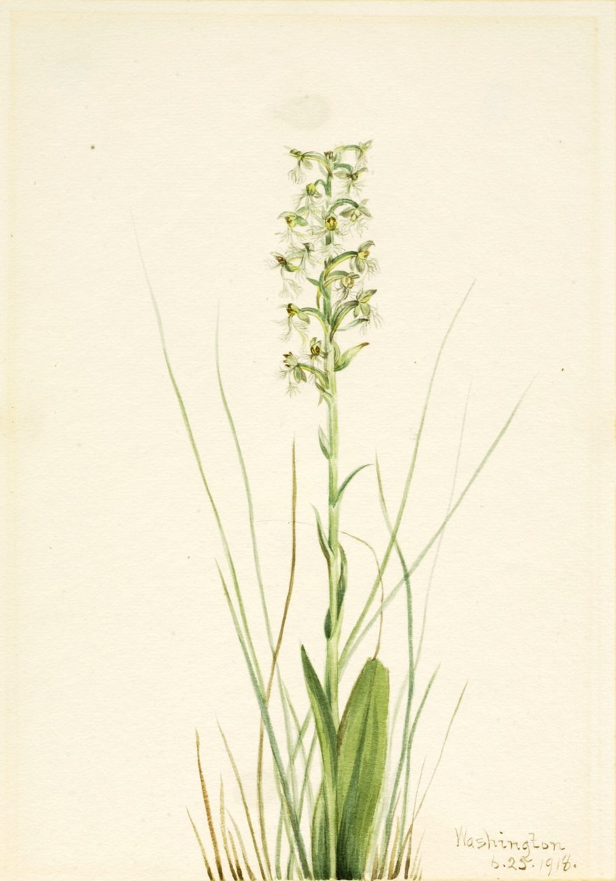  av Mary Vaux Walcott