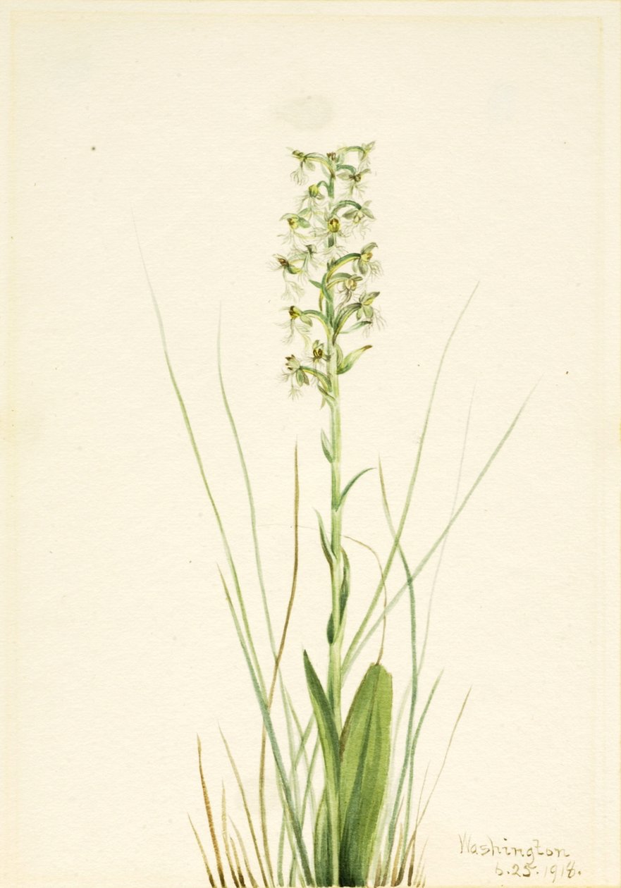 Ragged Fringe Orchid Habenaria lacera, 1918. av Mary Vaux Walcott