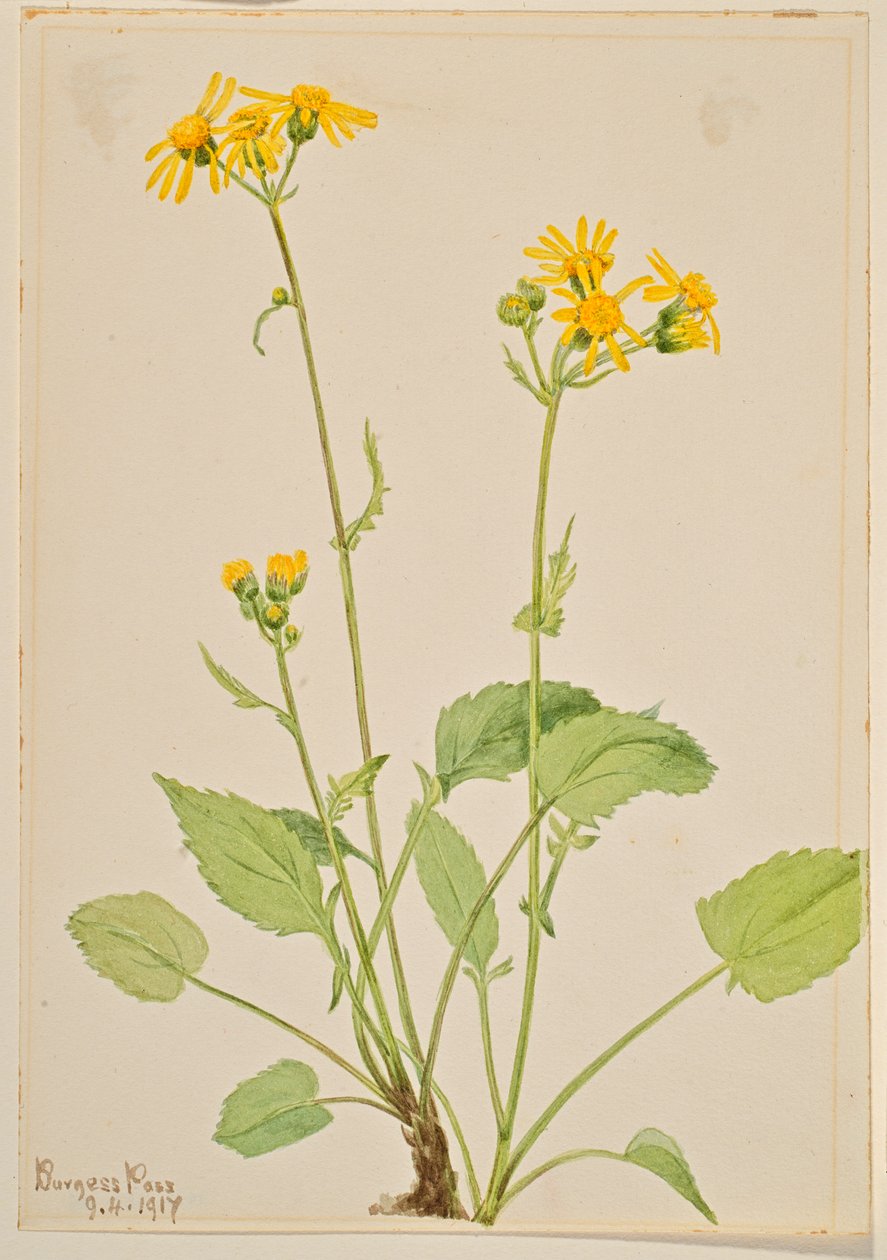  av Mary Vaux Walcott