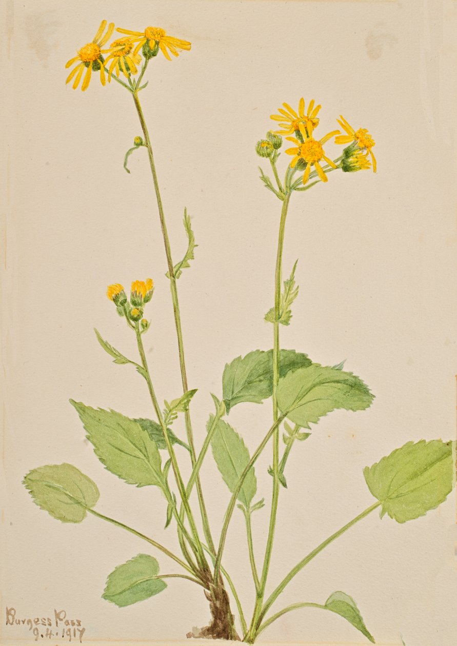 Ragwort Senecio burkei, 1917. av Mary Vaux Walcott