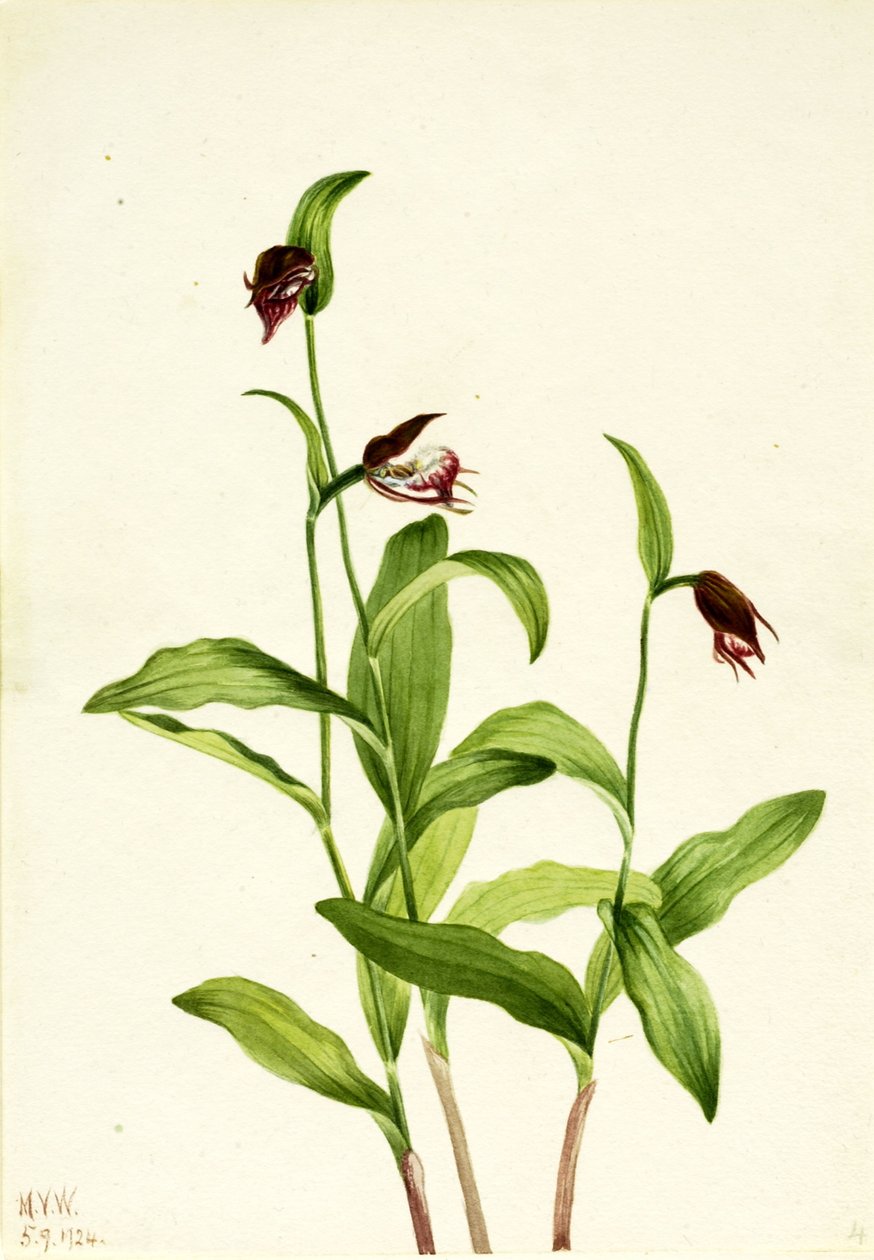  av Mary Vaux Walcott