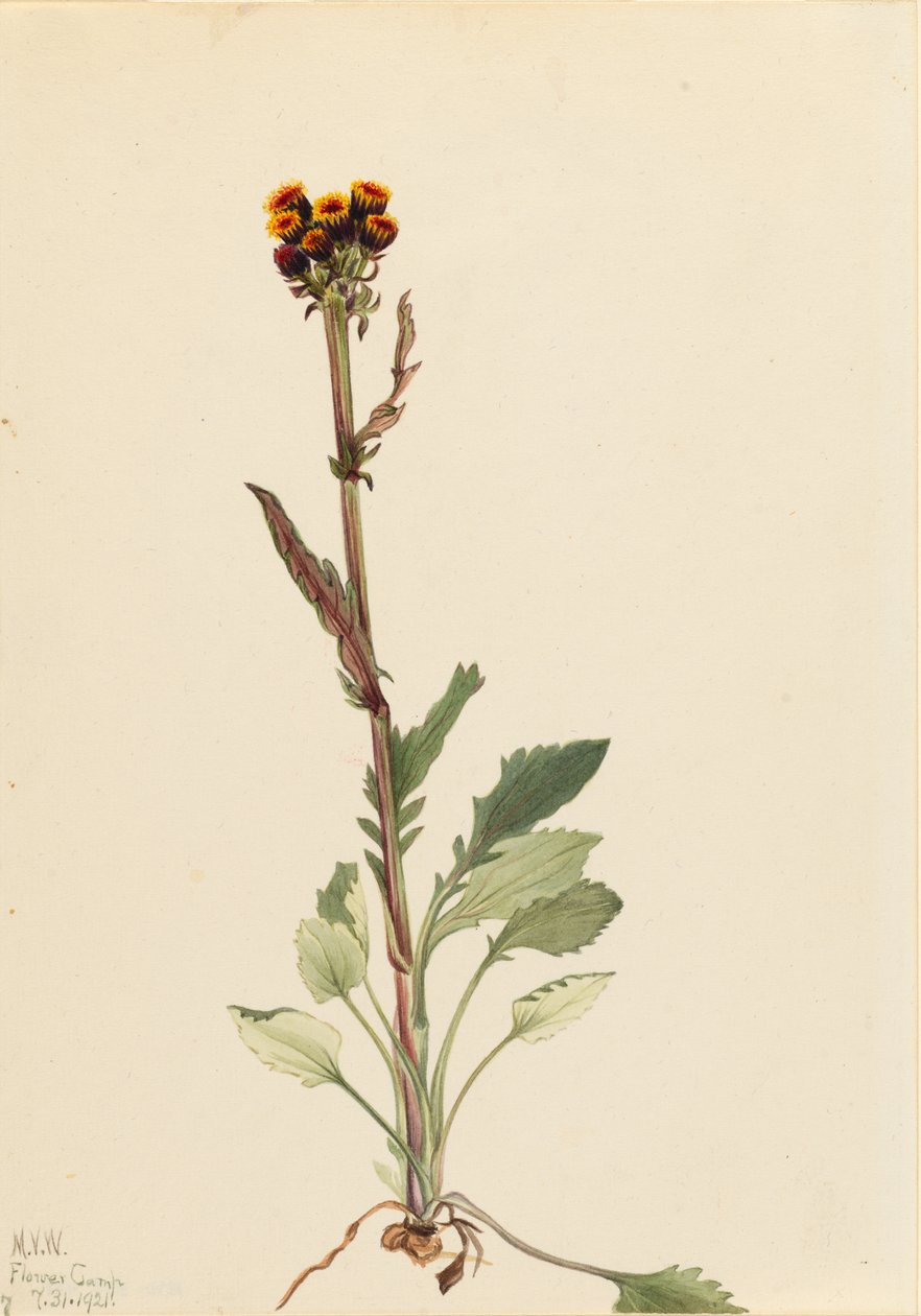  av Mary Vaux Walcott