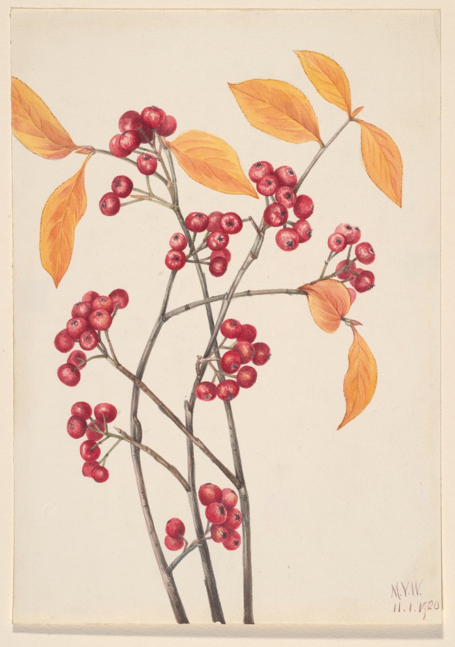  av Mary Vaux Walcott