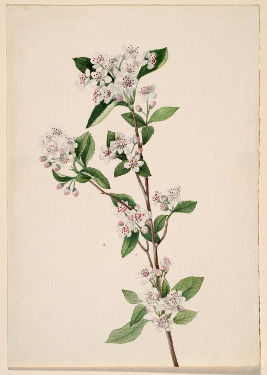  av Mary Vaux Walcott