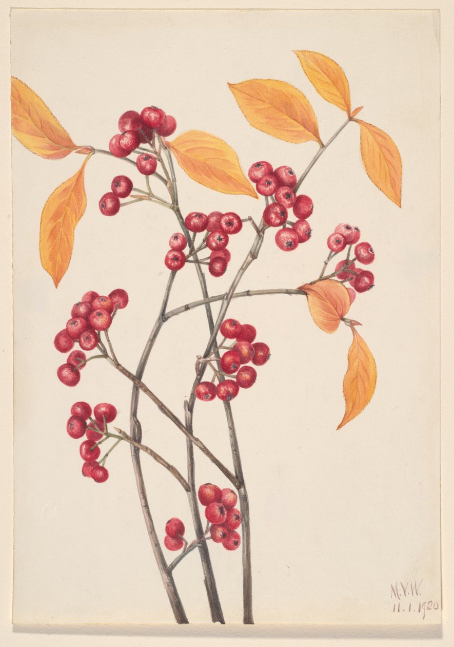 Røde Chokeberry Aronia arbutifolia, 1920. av Mary Vaux Walcott