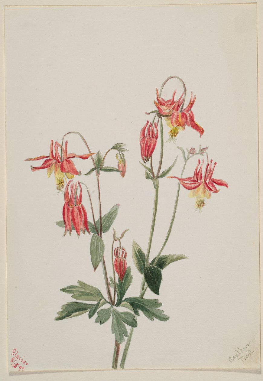  av Mary Vaux Walcott