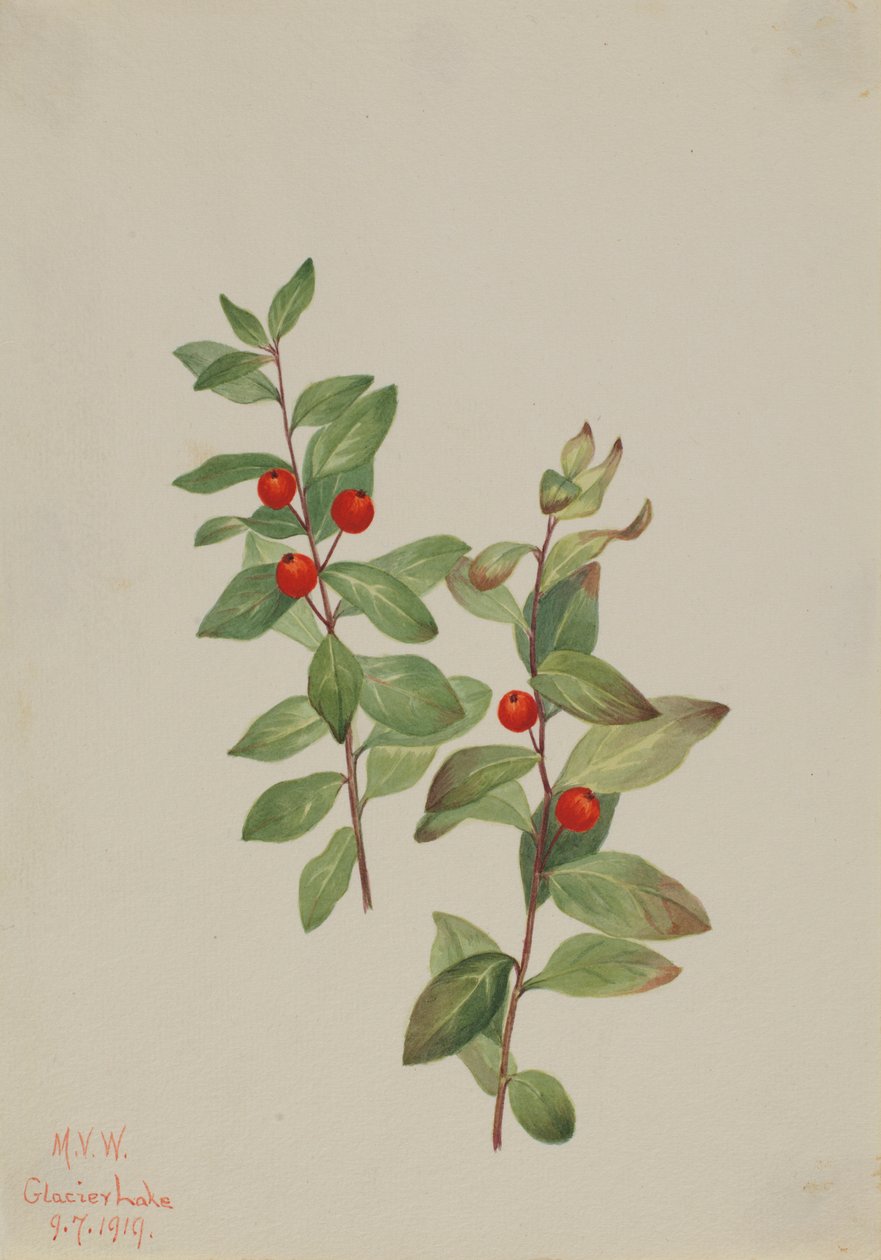  av Mary Vaux Walcott