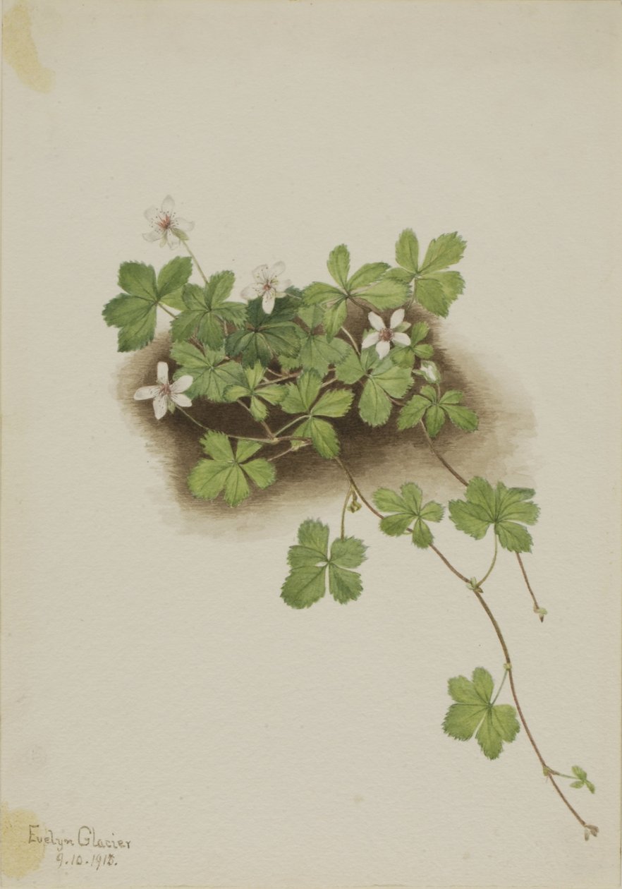  av Mary Vaux Walcott