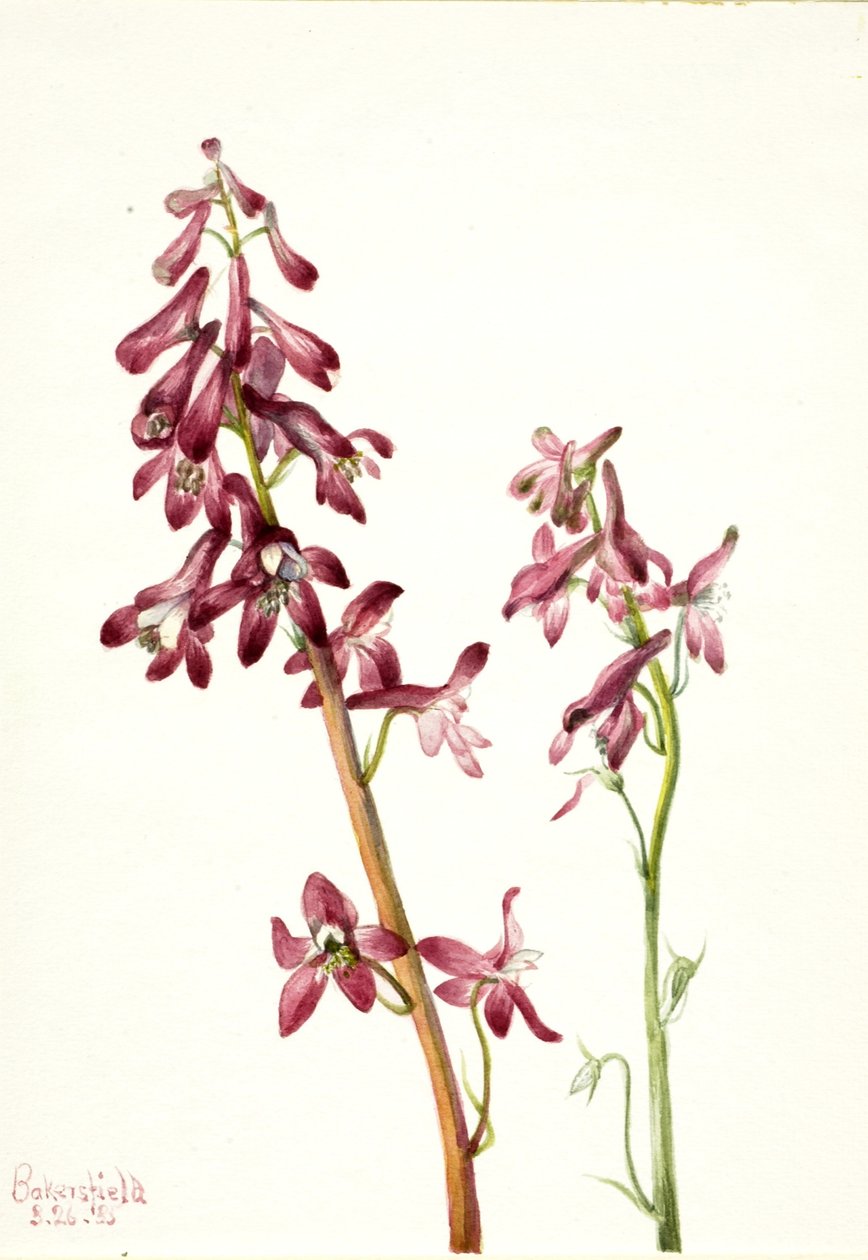  av Mary Vaux Walcott