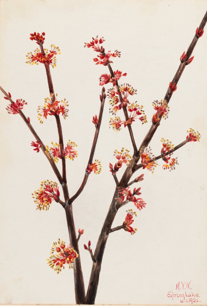  av Mary Vaux Walcott