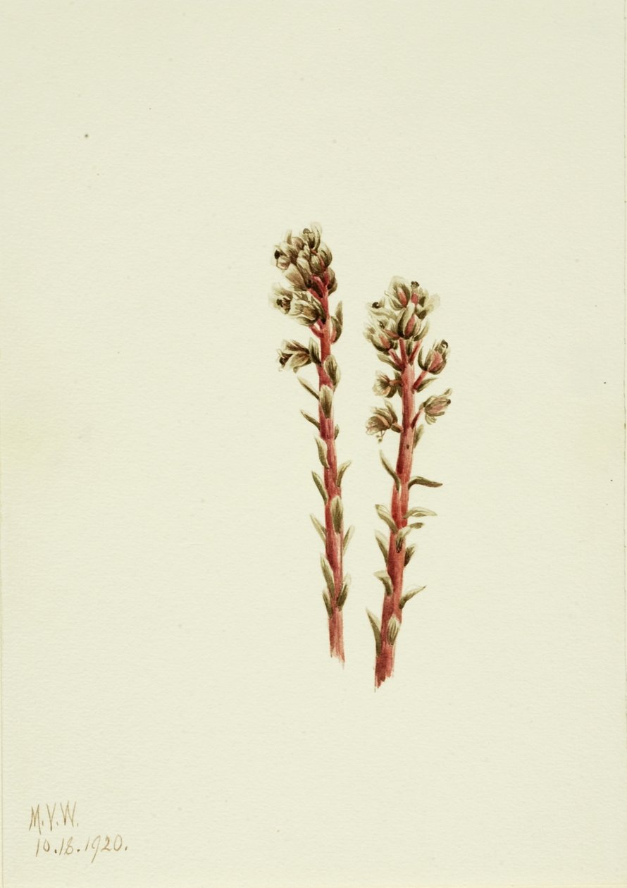  av Mary Vaux Walcott